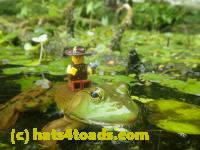 /home//u458753944/public_html/sourcegallery//Frogs/More bullfrogs/P7251205.JPG